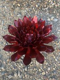 Flowers - LoneTree Designs