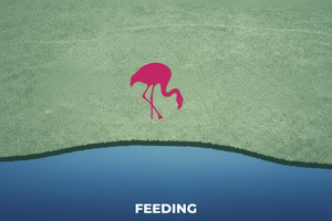 single feeding flamingo